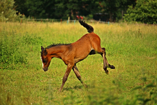 马儿奔跑图片