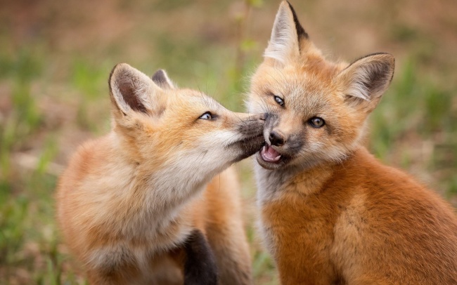 两只红狐狸图片