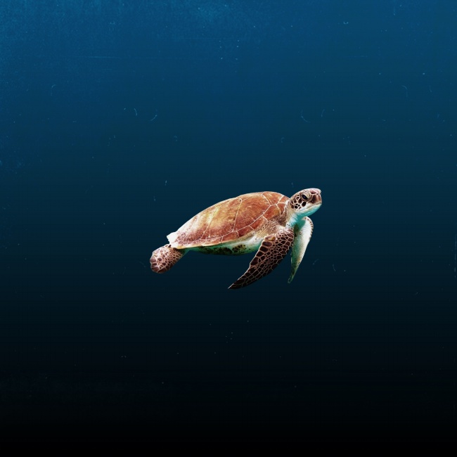 大海乌龟摄影图片素材
