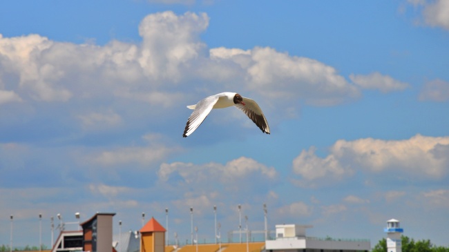 展翅飞翔的海鸥图片