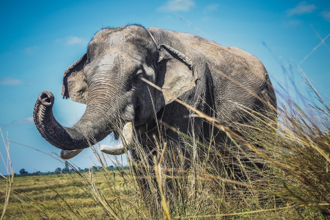 泰国野生大象图片