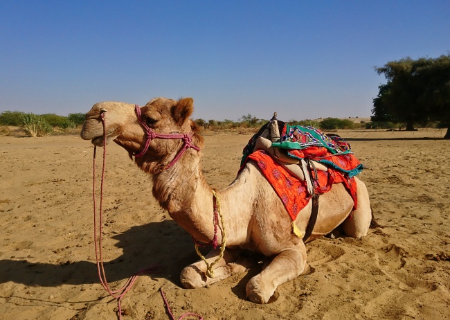 沙漠印度骆驼图片