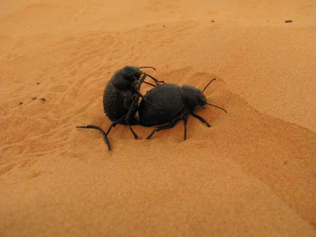 沙漠蜣螂图片