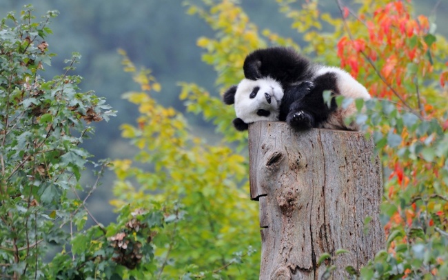 超萌可爱熊猫图片