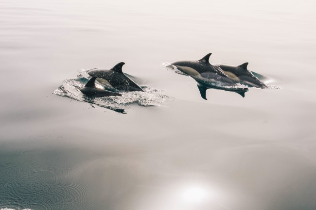 大海海豚图片