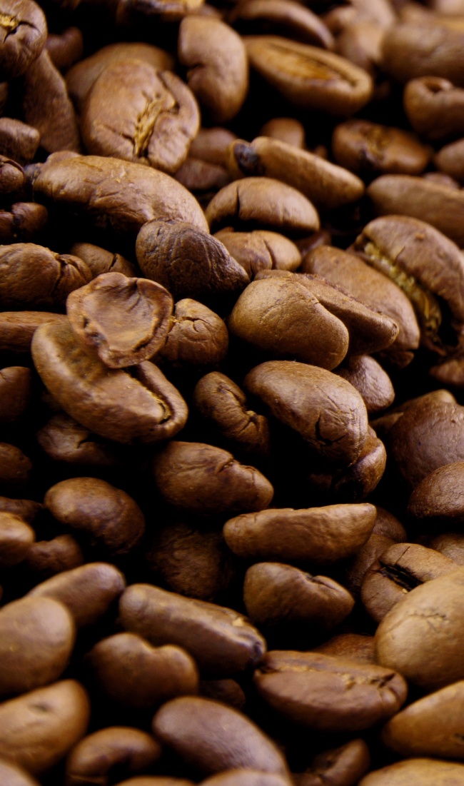 咖啡豆植物图片