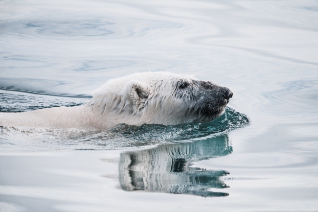 游泳北极熊图片