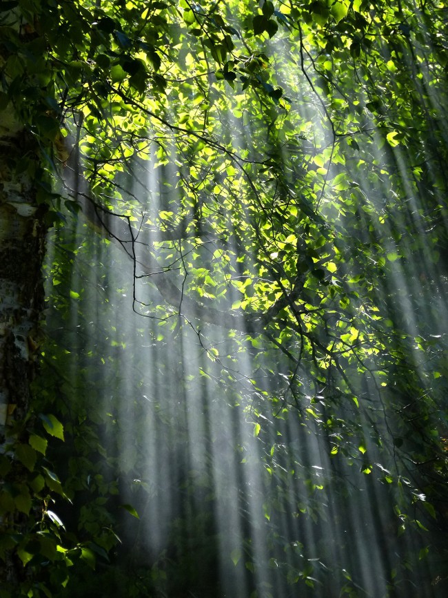 森林光束图片
