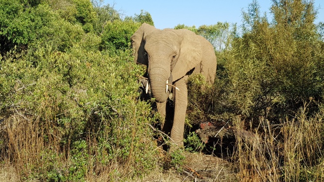 丛林野生大象摄影图片