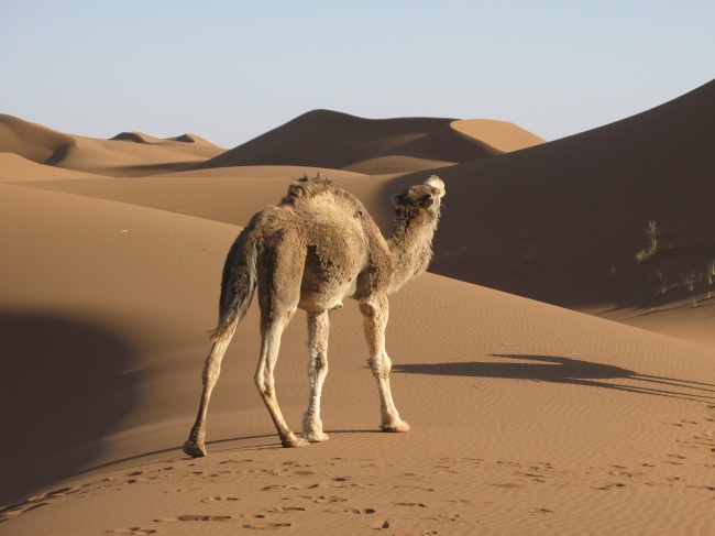沙漠中行走骆驼图片