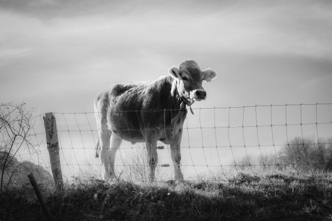 牧场小牛黑白图片