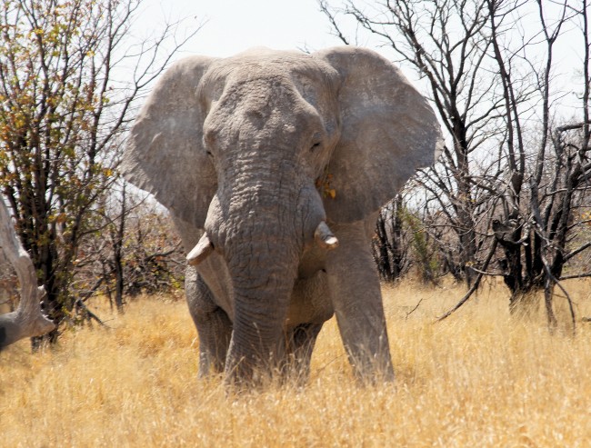 纳米比亚大象图片