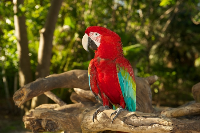 绯红鹦鹉图片