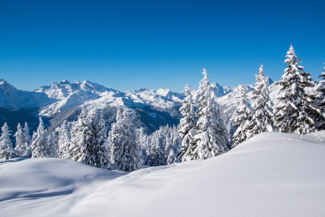 冬季雪松雪山雪景图片