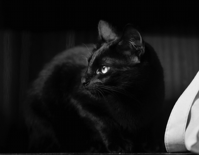 一只可爱黑猫图片