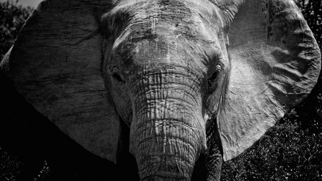 大象图片黑白