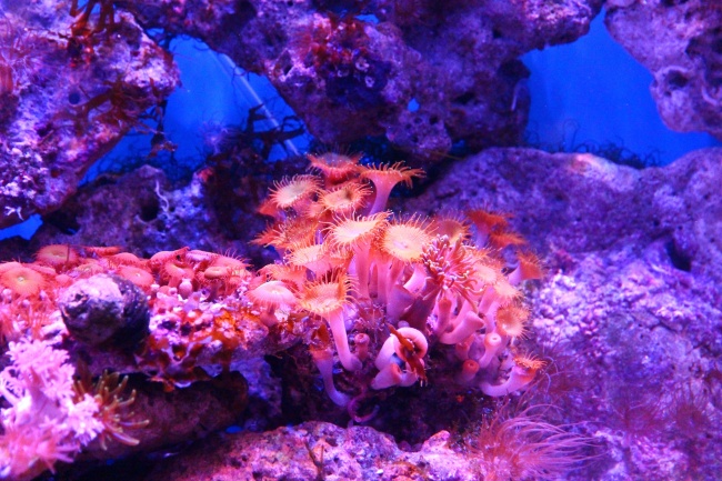海洋水族馆珊瑚礁图片