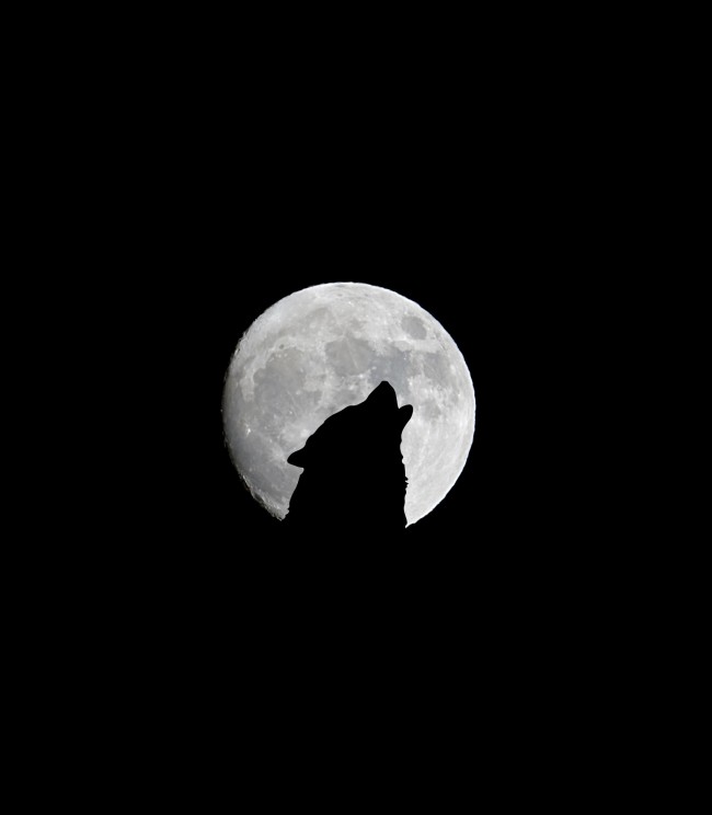 月圆之夜狼嚎图片