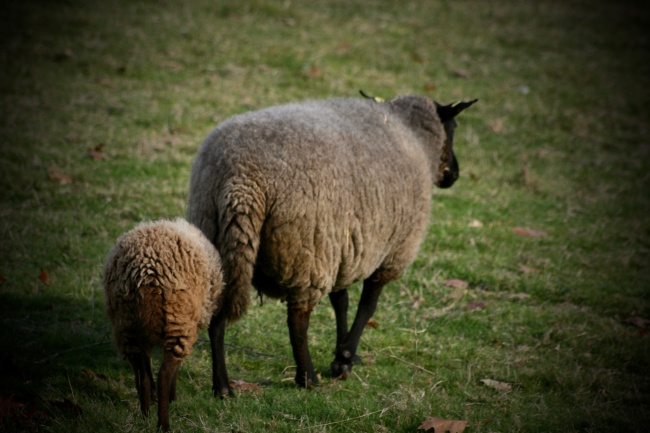 牧场母羊小羊图片