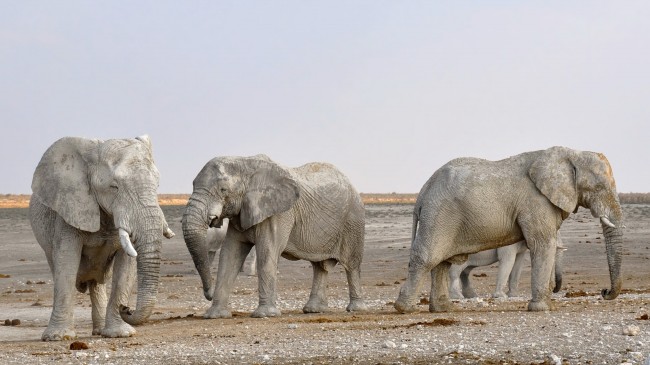 非洲公园大象图片