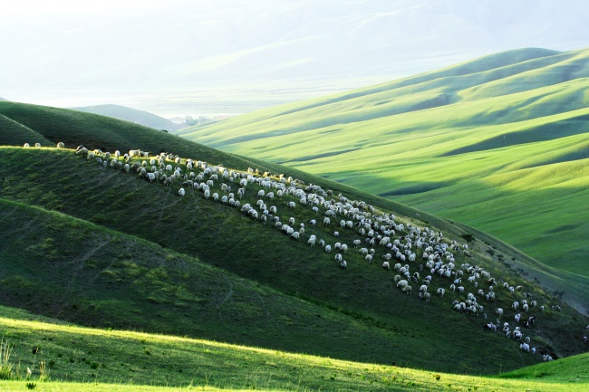 皇城草原牧羊图片