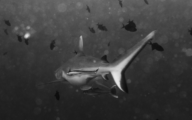 海底鲨鱼摄影图