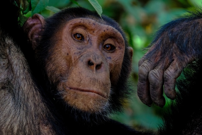 高清动物黑猩猩图片
