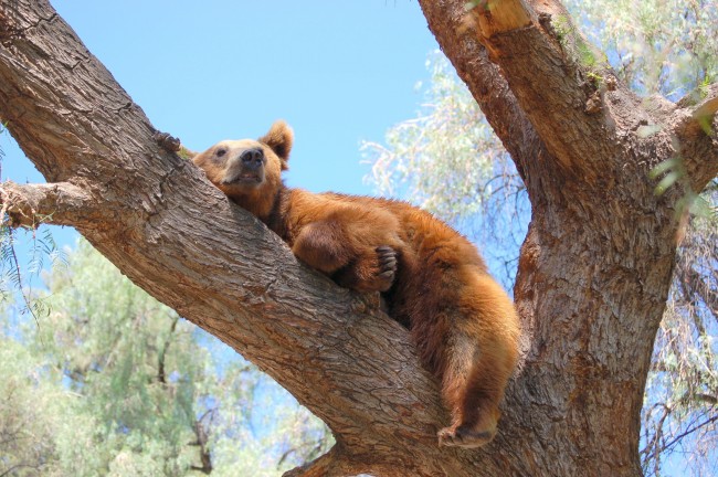 树上的棕熊图片