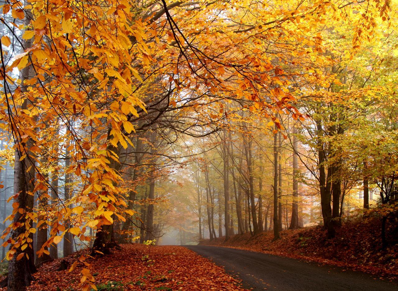 黄色自然风景秋天秋季落满树叶的林间道路