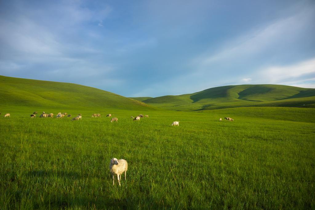 绿色风景草原草地羊群内蒙古
