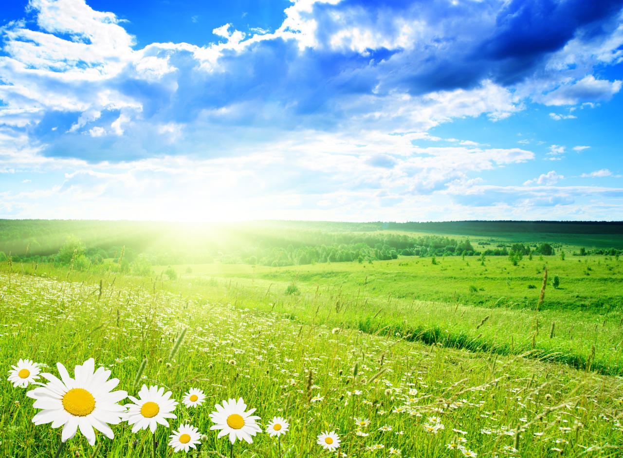 清新明亮自然风景春天蓝天白云阳光下一望无际广阔的草原雏菊风景图希望
