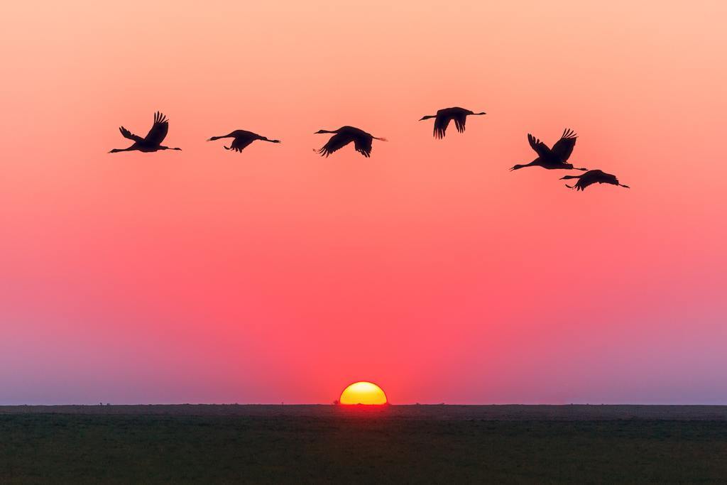 旅游风景夕阳下的大雁