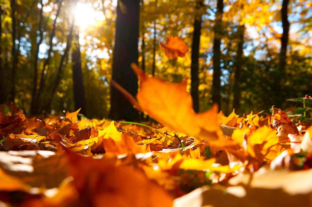 阳光充足的秋天落叶风景图二十四节气24节气立秋秋分