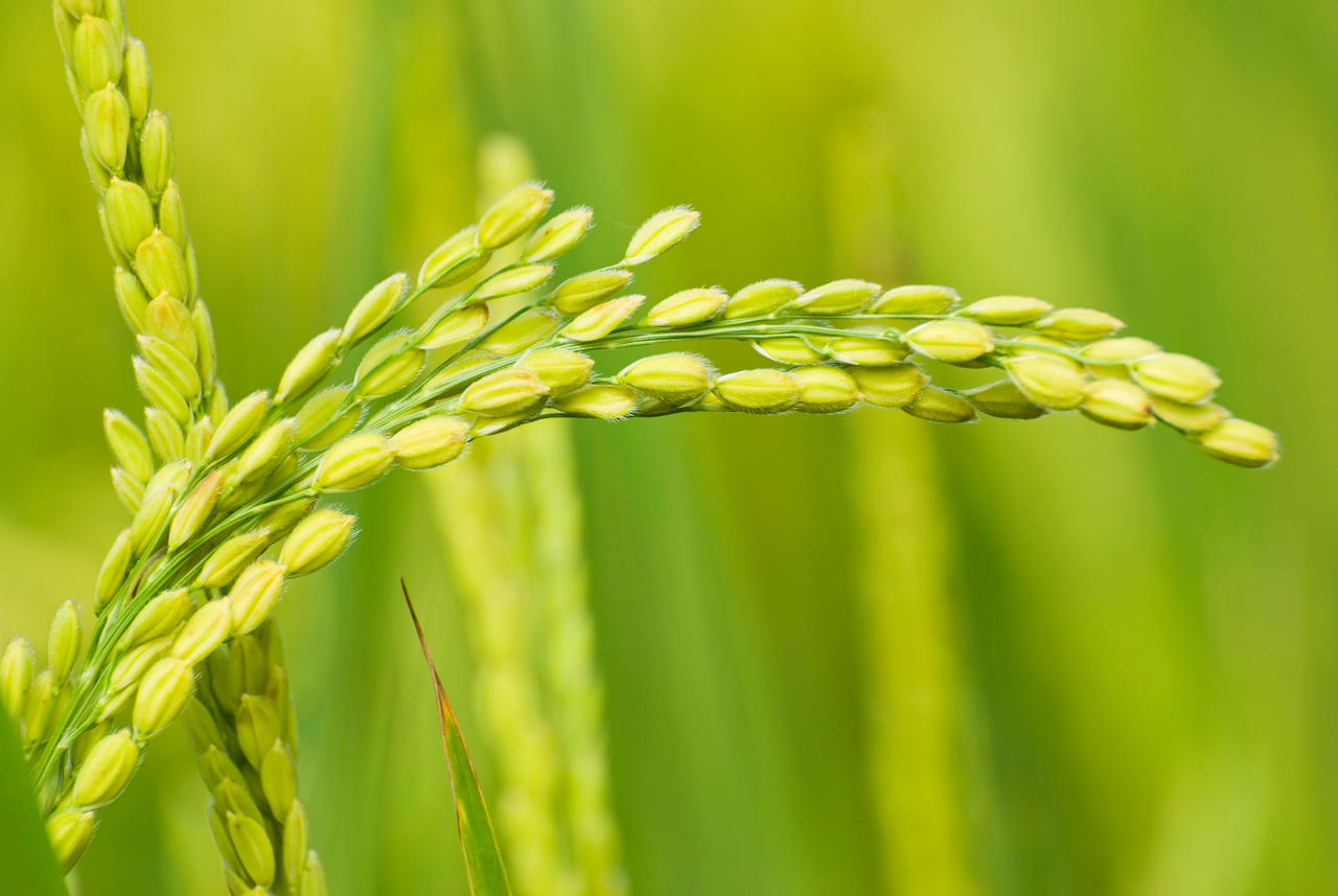 稻田稻穗饱满成熟的水稻绿色自然风景图
