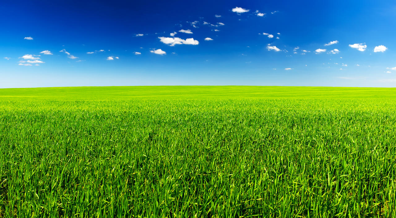 蓝天白云晴朗的天空下一片绿色的草丛农业景观