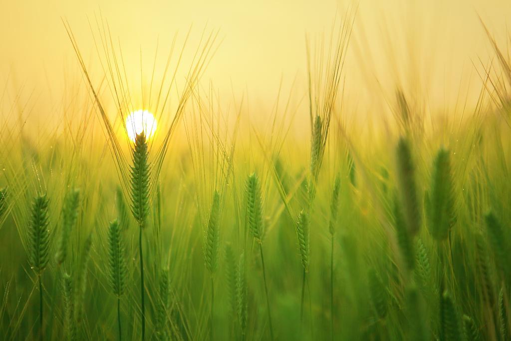 农业唯美静谧大自然生机乡村在麦田里升起草地