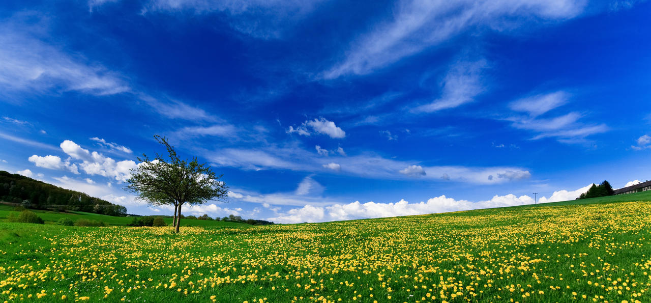 春天风景绿色的田野蓝蓝的天空
