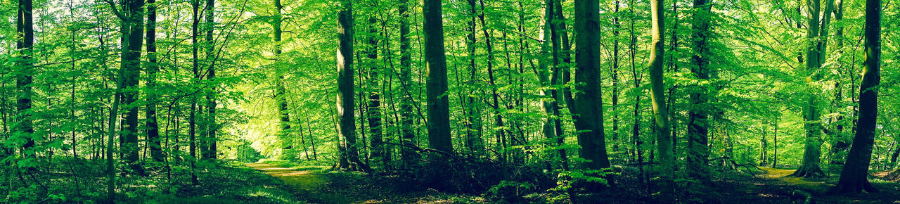 绿色阳光太阳原始森林树林小树树苗植物植被森林