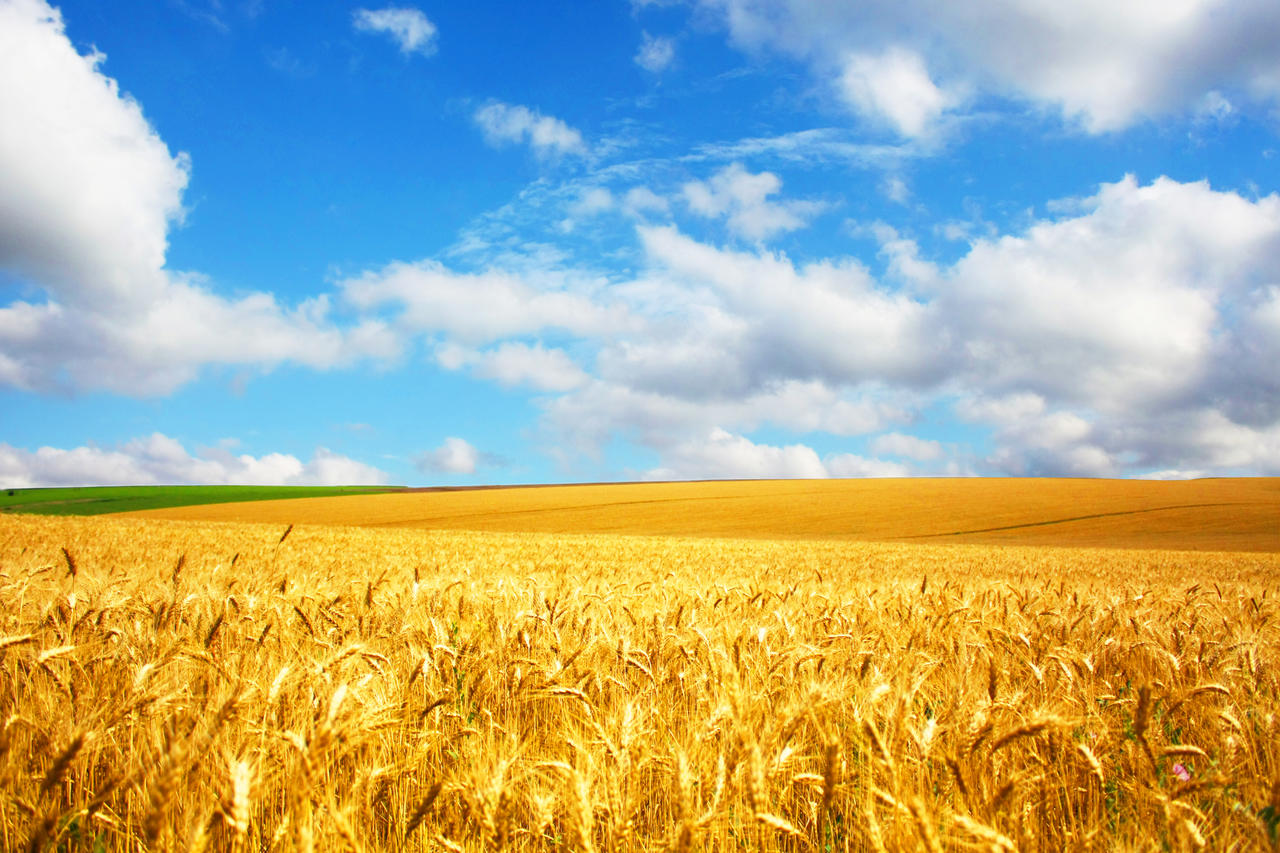 明亮蓝天白云下一望无际广阔的金灿灿的麦田成熟的麦田田野自然风景图希望的田野二十四节气24节气芒种
