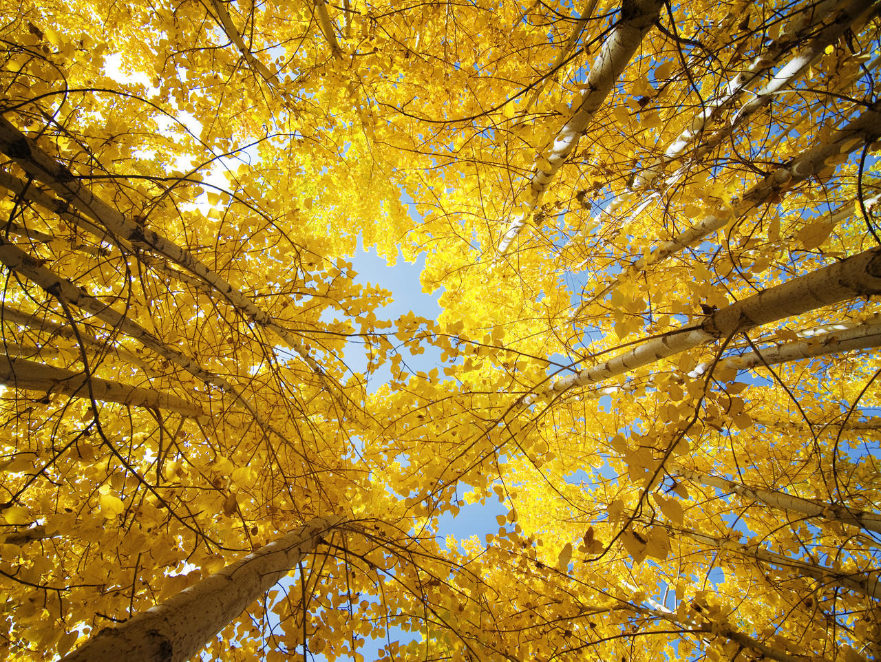 向上视图仰视的秋天银杏树风景图二十四节气24节气立秋