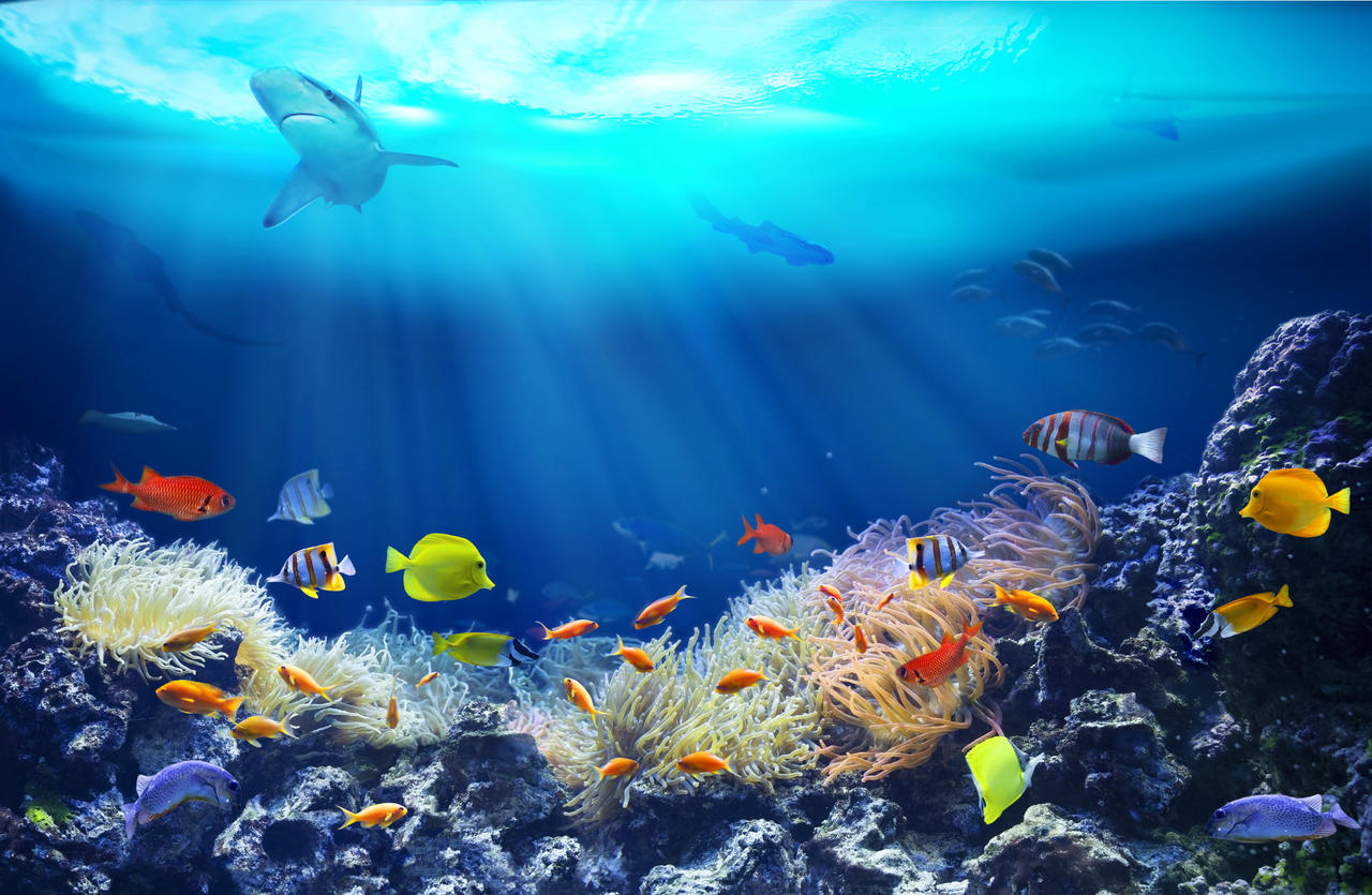 珊瑚礁里的生物海底世界