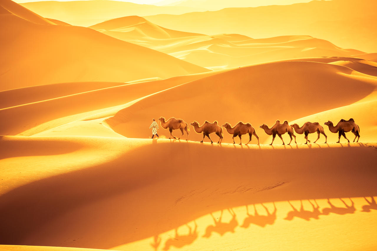 骆驼队在金黄沙漠中前进沙漠旅游