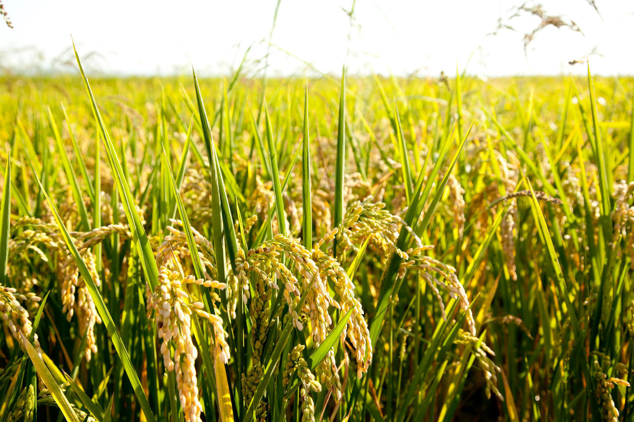 麦片稻田与成熟尖峰