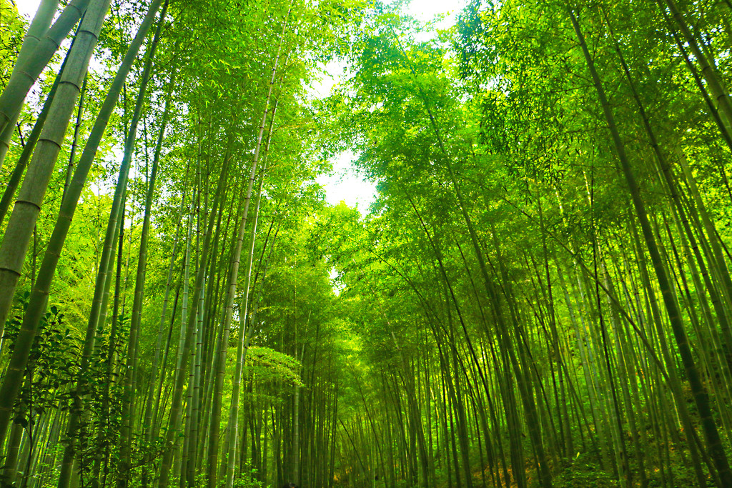 春天的树林清明绿色竹林清凉竹海竹子