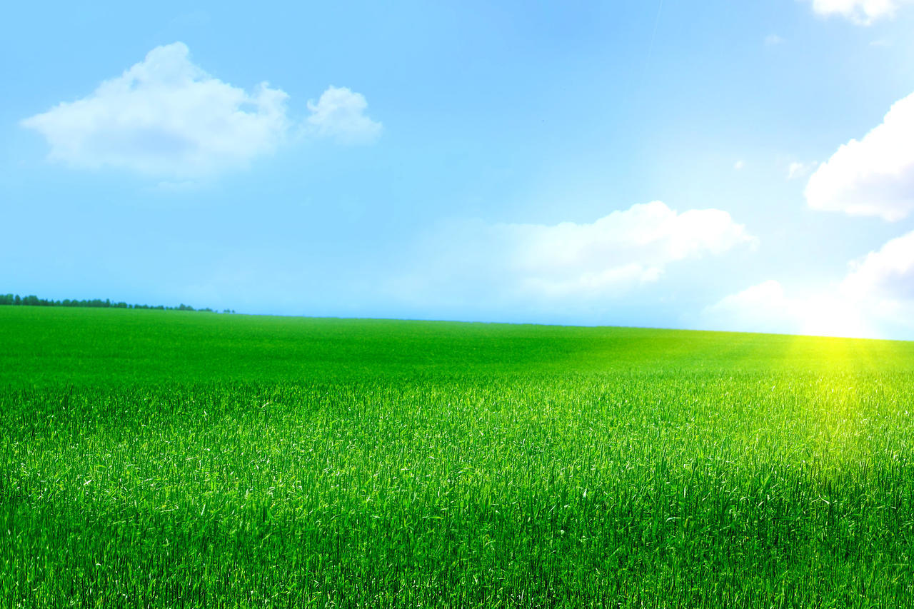 清新明亮自然风景春天蓝天白云阳光下一望无际广阔的草原草地风景图